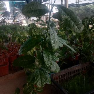 Cây chanh vàng eureka