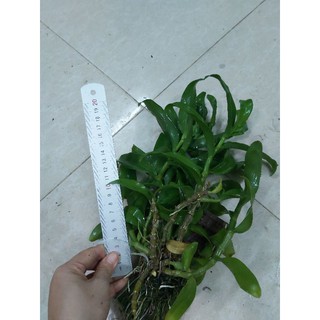 Trầm trắng bảng nhiều thân