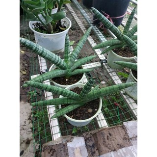 Cây Tay Phật (Cây Ngà Voi)