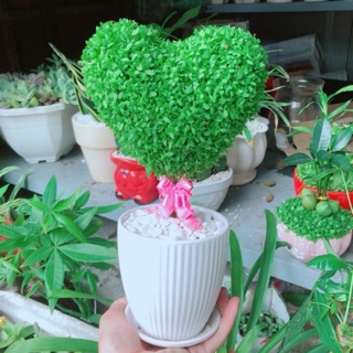 Chậu cây may mắn trái tim