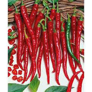 Bộ 1 hạt giống ớt đậu đũa