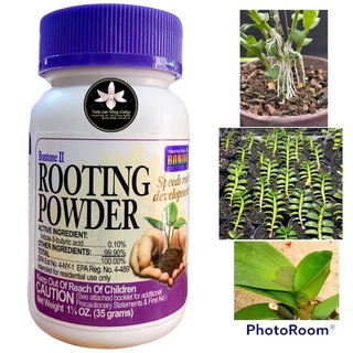 Rooting powder ra rễ, chống thối, nảy mầm rooting powder mỹ