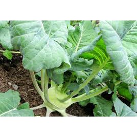 Hạt Giống Su Hào - gói 2gr/nhiều hạt nhỏ li ti