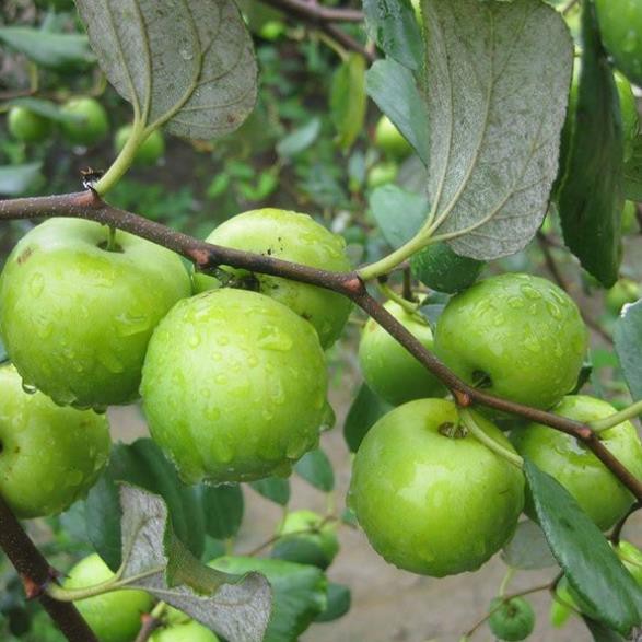 Cây táo xanh Thái Lan - Trung tâm giống + Tặng 01 cây dâu da đất