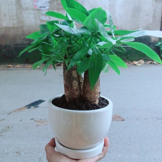 Chậu kim ngân 3 thân