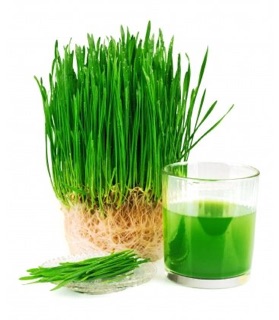5kg lúa mì (lúa mạch) cho Gia Súc, Gia Cầm.