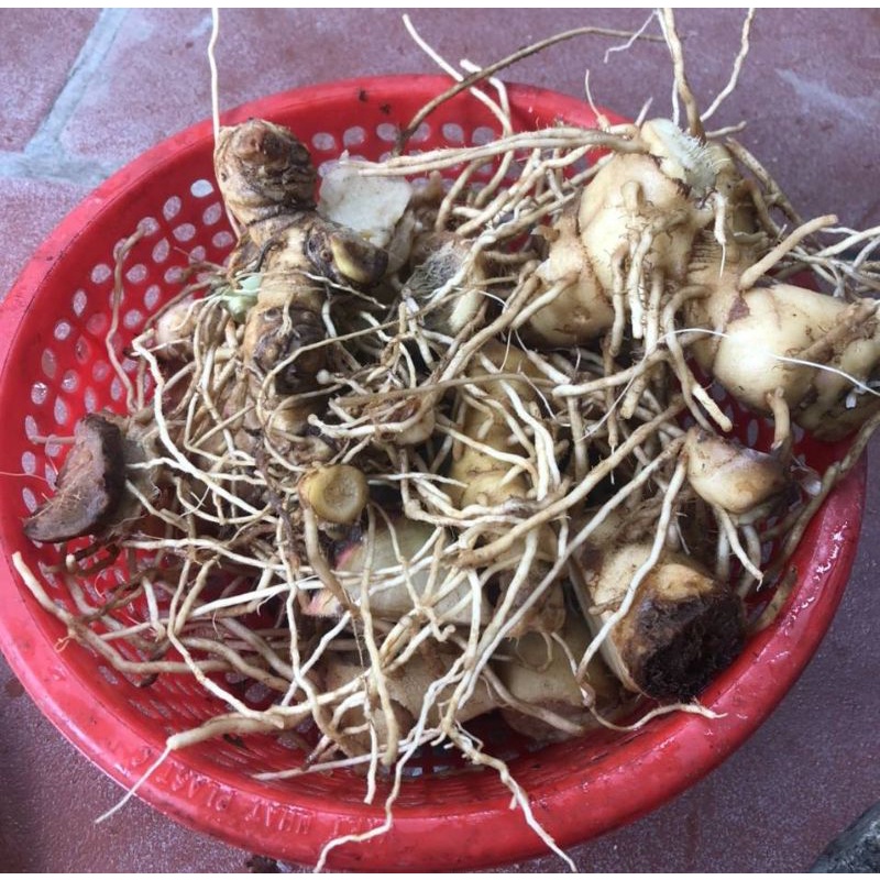 1KG Cây Mía Dò  Tươi & Khô