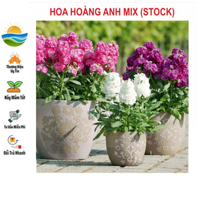 Hạt giống hoa hoàng anh mix 50 hạt