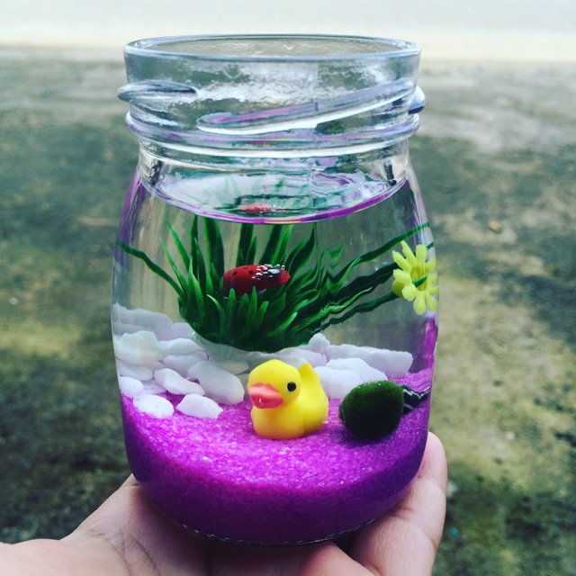 Combo Marimo tông tím