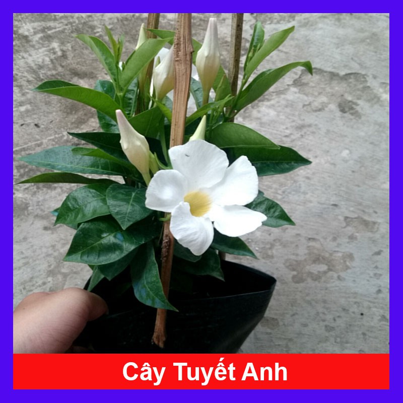 Cây Tuyết Anh (thân leo) huỳnh anh trắng - cây cảnh sân vườn + tặng phân bón cho cây