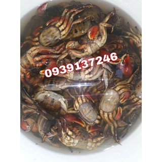 ❤️❤️ combo 1kg ba khía muối + ba khía trộn_không tính nước, mắm ba khía, ba khía cà mau.