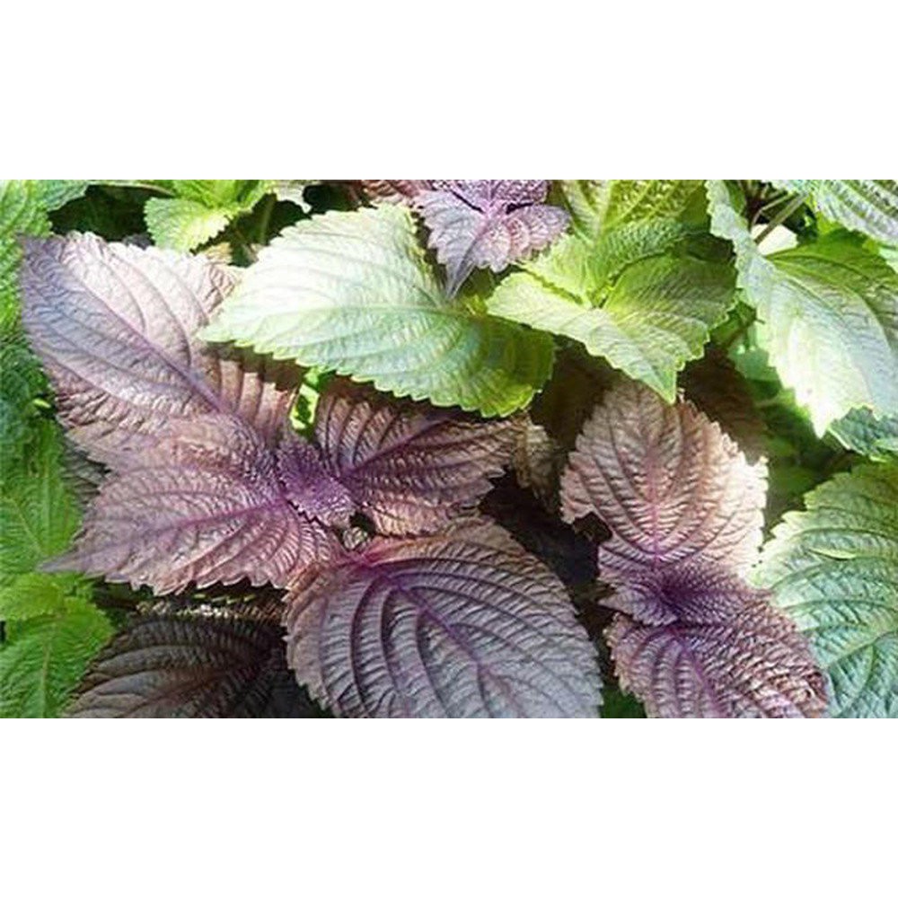 Hạt giống rau tía tô lá to VTS126 | Vạn Tín Store