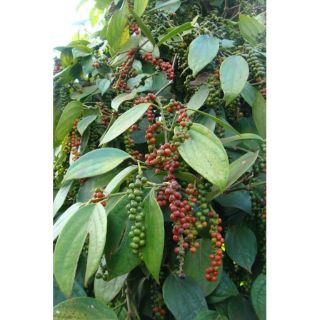 (1kg)HẠT TIÊU ĐEN DAK NÔNG NHÀ TRỒNG
