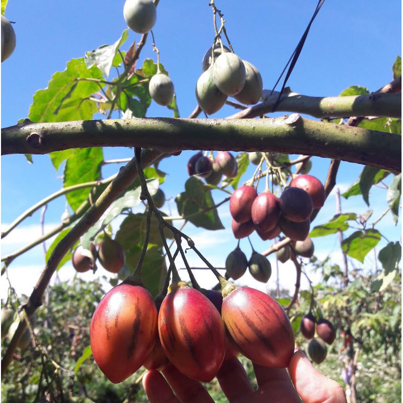 Gói 10 hạt giống Cà Chua Thân Gỗ Tamarillo Đỏ