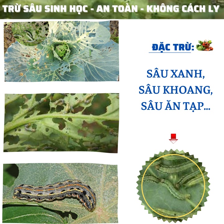 Bacillus Thuringiensis  Chế Phẩm Trừ Sâu Sinh Học Đặt Trừ Sâu Ăn Lá