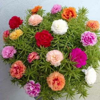 Hạt giống hoa 10 giờ mix đủ màu bông to đẹp