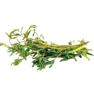 Hạt Rau Nhút ( Rau Nhúc ) - gói 1 gram
