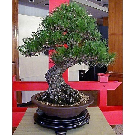 CÂY TÙNG LA HÁN BON SAI