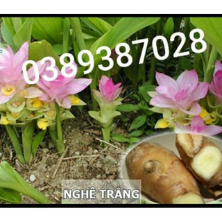 cây giống nghệ trắng rừng,