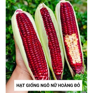 Hạt giống ngô, bắp đỏ, bắp nữ hoàng đỏ túi 20g