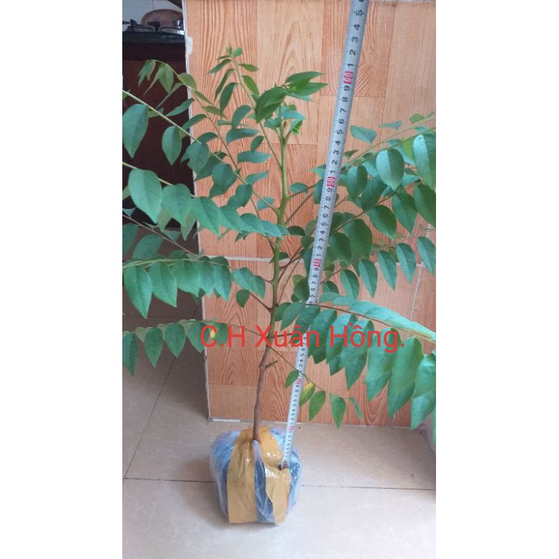 Cây chùm ruột ngọt cao 80cm