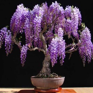 HOA TỬ ĐẰNG