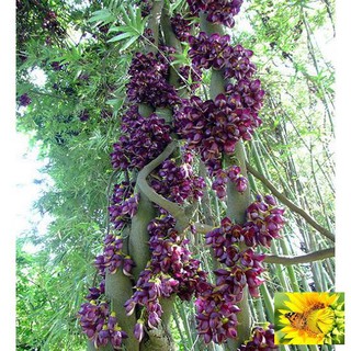 Hoa leo Huyết long 10 hạt
