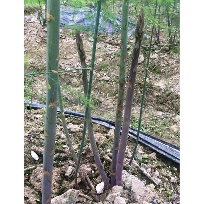 HẠT MĂNG TÂY TÍM CALIFORNIA - GÓI 1 GRAM