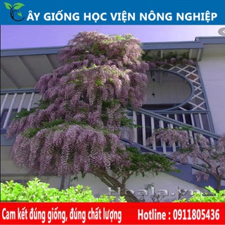 cây hoa leo tử đằng