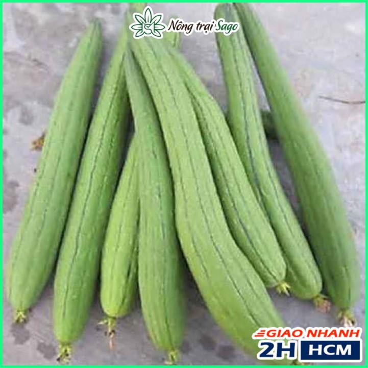 Hạt giống Mướp Hương Cao Sản, Trái Sai, Dài, Trồng Quanh Năm (gói 1 gram) - Nông Trại Sago