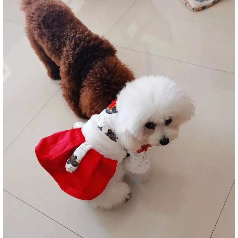 Váy tết siêu xinh cho cún miu 🧧