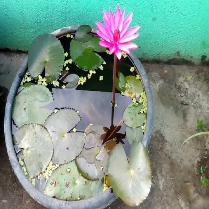 Combo 5 CỦ HOA SÚNG THÁI MINI , CỦ TO, NHIỀU MÀU HOA