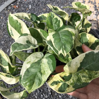 Chậu Cây Trầu Bà cẩm thạch - trầu bà sữa - Australian native monstera