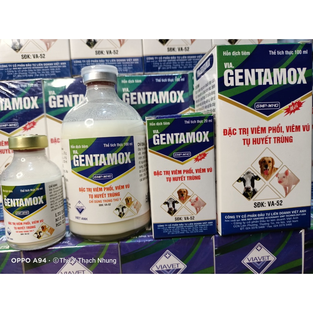 Dùng cho động vật GENTAMOX  Viavet. an toàn cho động vật bầu và nuôi con.