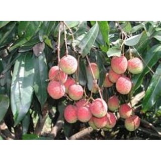 cây giống vải u hồng chín sớm