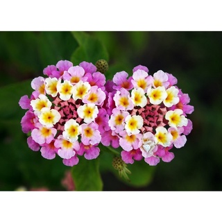 Hoa ngũ sắc kép(1 bầu cây)