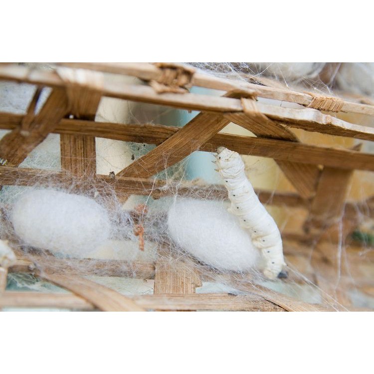 Kén tằm The Cocoon Lam Dong 30pcs | BigBuy360 - bigbuy360.vn