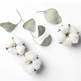 (TRẮNG TINH-ĐẸP) Bông Coton phụ kiện trang trí chụp ảnh, cành hoa bông gòn trắng. Hoa khô decor nhà cửa