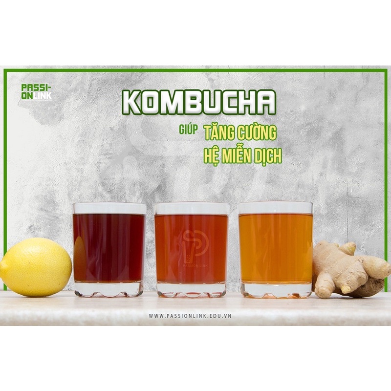 Con giống Scoby - Thủy sâm Bất tử - Trà Kombucha - Nấm thủy sinh