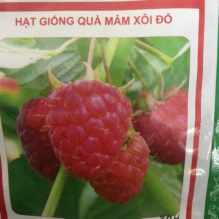 Hạt giống quả mâm xôi đen/ đỏ ☘️