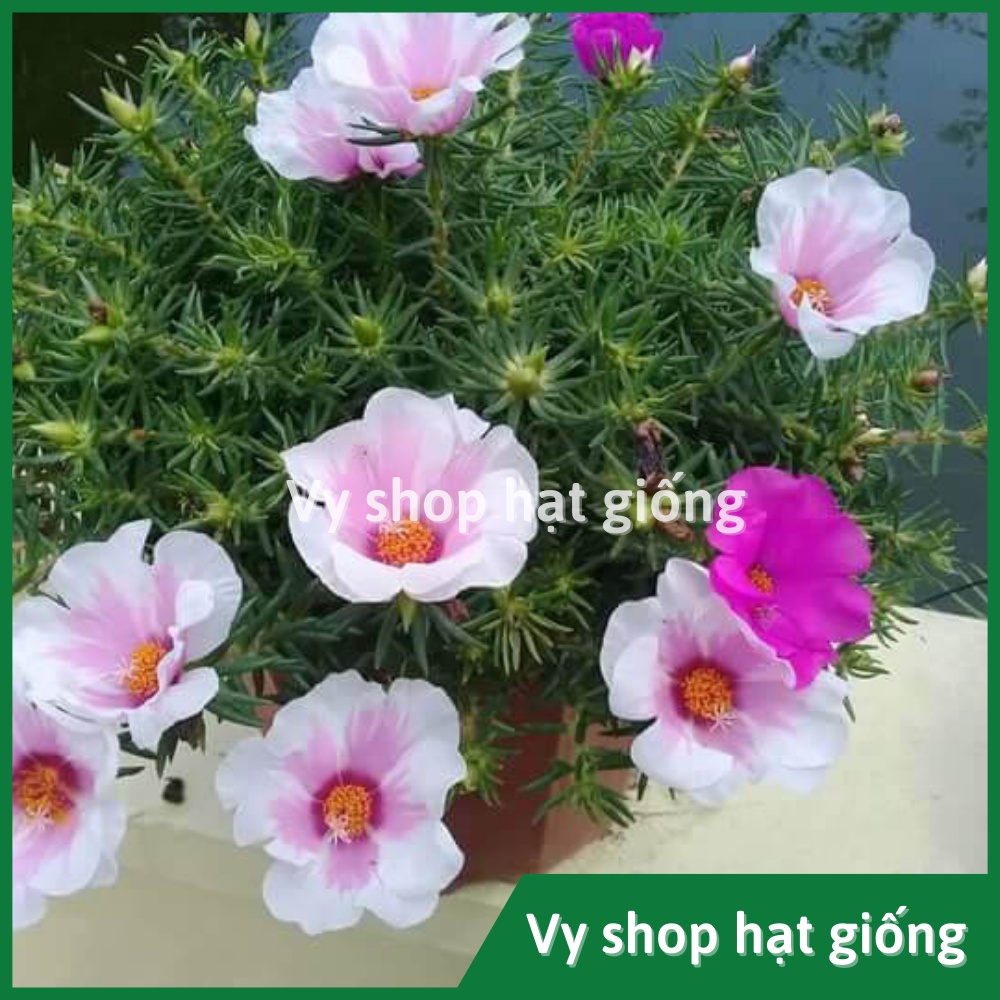 Hạt giống hoa mười giờ mỹ đơn gói 1000 hạt mix màu