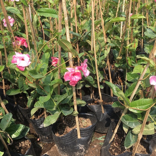 Cây Hoa Hồng Anh Leo Giàn Chiều Cao 50cm Hoa Quanh Năm