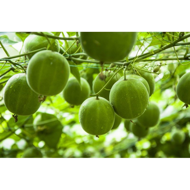 hạt giống la hán quả