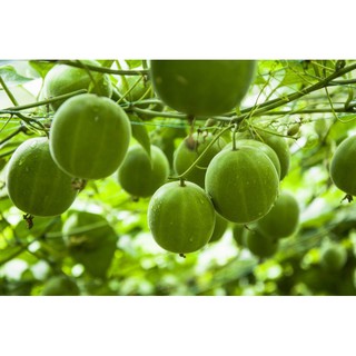 Hạt giống la hán quả