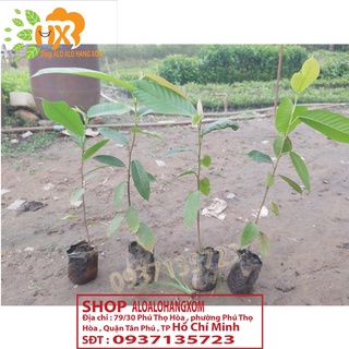 COMBO 5 CÂY DẦU -CÂY GIỐNG