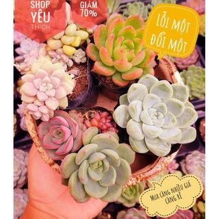 Combo sen đá 4 cây ngẫu nhiên