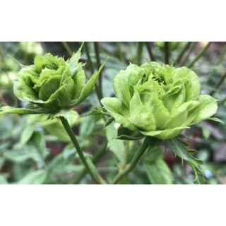 cây hồng xanh (dáng tree)