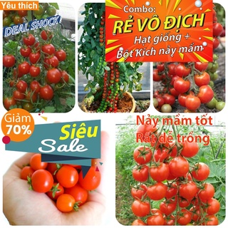 Hạt giống cà chua bi chùm (gói 10 hạt) - [Combo rẻ vô địch HẠT GIỐNG + BỘT KÍCH NẢY MẦM]