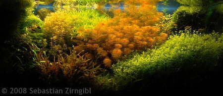 CHỒN ĐỎ THỦY SINH 12 NGỌN