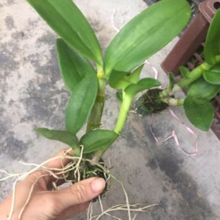 10 cây hoa phong lan denro nhiều màu